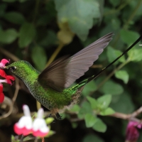 Paziak zielonosterny - Green-tailed Trainbearer