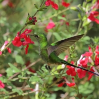 Paziak zielonosterny - Green-tailed Trainbearer