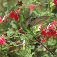 Paziak zielonosterny - Green-tailed Trainbearer