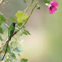 Paziak zielonosterny - Green-tailed Trainbearer