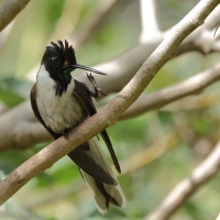 Góralik - Bearded Mountaineer
