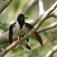 Góralik - Bearded Mountaineer