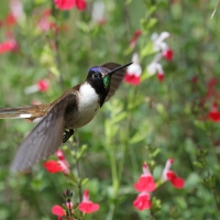 Góralik - Bearded Mountaineer