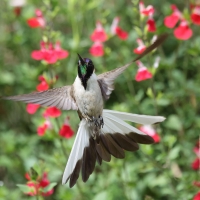 Góralik - Bearded Mountaineer