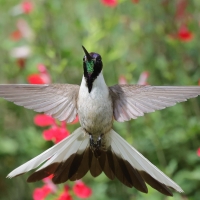 Góralik - Bearded Mountaineer