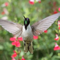 Góralik - Bearded Mountaineer