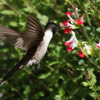 Góralik - Bearded Mountaineer