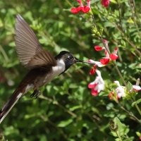 Góralik - Bearded Mountaineer