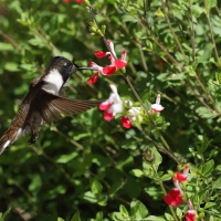 Góralik - Bearded Mountaineer