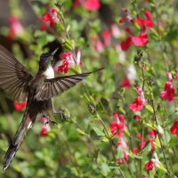 Góralik - Bearded Mountaineer