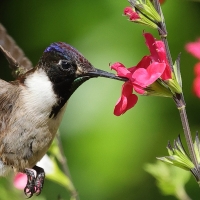 Góralik - Bearded Mountaineer