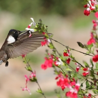 Góralik - Bearded Mountaineer