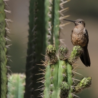 Gigancik - Giant Hummingbird