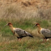 Ibis maskowy - Black-faced Ibis