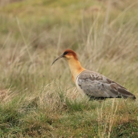 Ibis maskowy - Black-faced Ibis