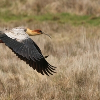 Ibis maskowy - Black-faced Ibis