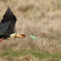 Ibis maskowy - Black-faced Ibis
