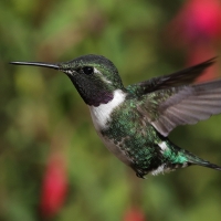 Brzęczek białobrzuchy - White-bellied Woodstar