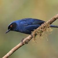 Haczykodziobek maskowy - Masked Flowerpiercer