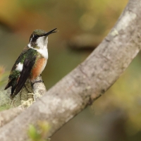 Brzęczek białobrzuchy - White-bellied Woodstar