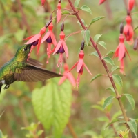 Metalik krasnosterny - Tyrian Metaltail