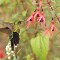 Metalik krasnosterny - Tyrian Metaltail