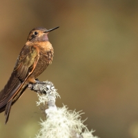 Iskrzyk płomienny - Shining Sunbeam