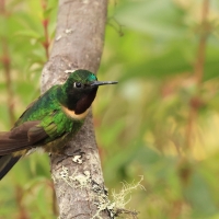 Lordzik purpurowogardły - Amethyst-throated Sunangel