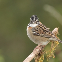 Pasówka obrożna - Rufous-collared Sparrow