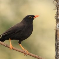 Drozd duży - Great Thrush