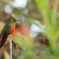 Amorek ognisty - Chestnut-breasted Coronet