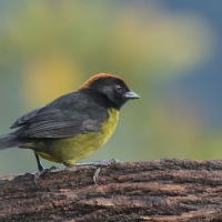 Zaroślak czarnobrody - Black-faced Brush-Finch