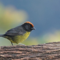 Zaroślak czarnobrody - Black-faced Brush-Finch