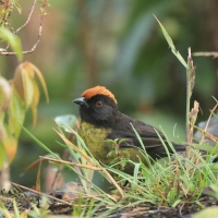 Zaroślak czarnobrody - Black-faced Brush-Finch
