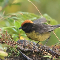 Zaroślak czarnobrody - Black-faced Brush-Finch