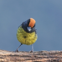 Zaroślak czarnobrody, Atlapetes melanolaemus, Black-faced Brush-Finch