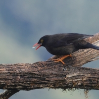 Drozd duży - Great Thrush
