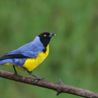 Andotanager kapturowy - Hooded Mountain-Tanager