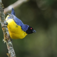 Andotanager kapturowy - Hooded Mountain-Tanager