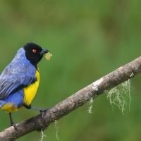Andotanager kapturowy - Hooded Mountain-Tanager