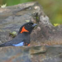 Andagra czerwonoucha, Anisognathus igniventris, Scarlet-bellied Mountain-Tanager