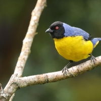 Andotanager kapturowy - Hooded Mountain-Tanager