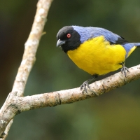 Andotanager kapturowy - Hooded Mountain-Tanager