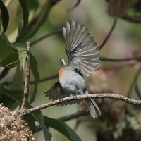 Kląszczyk rudopierśny - Rufous-breasted Chat-Tyrant