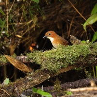 Kusaczka dwubarwna - Red-and-white Antpitta