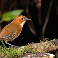 Kusaczka dwubarwna - Red-and-white Antpitta