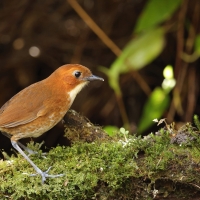 Kusaczka dwubarwna, Grallaria erythroleuca, Red-and-white Antpitta