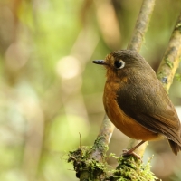 Drobik rdzawopierśny - Rusty-breasted Antpitta