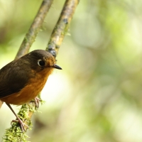 Drobik rdzawopierśny - Rusty-breasted Antpitta