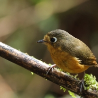 Drobik rdzawopierśny, Grallaricula ferrugineipectus, Rusty-breasted Antpitta